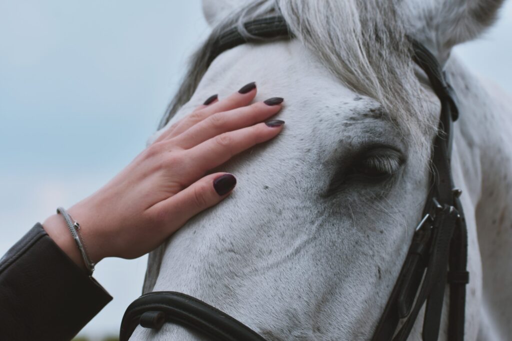 Een paard wordt op het voorhoofd geaaid.